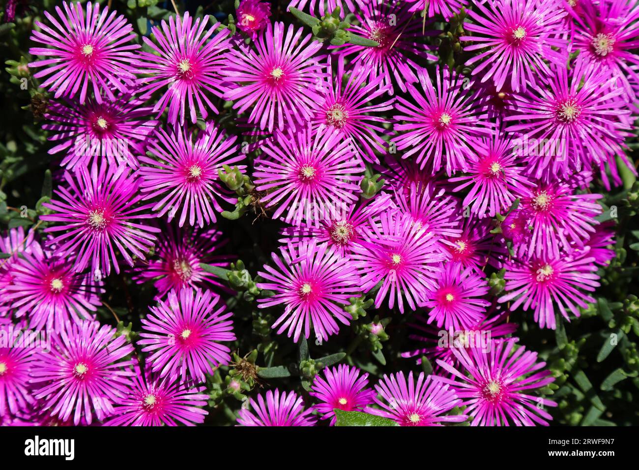 Trailing Iceplant o tappeto rosa (Delosperma cooperi) piantato in un giardino in Croazia. Foto Stock
