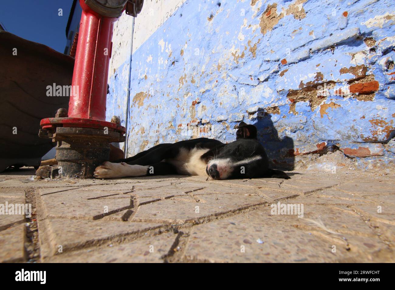 Il carino cane da strada bianco e nero dormiva al sole, su un sentiero a forma di stella a Chefchaouen, Blue City, nel nord del Marocco, accanto a un idrante rosso Foto Stock