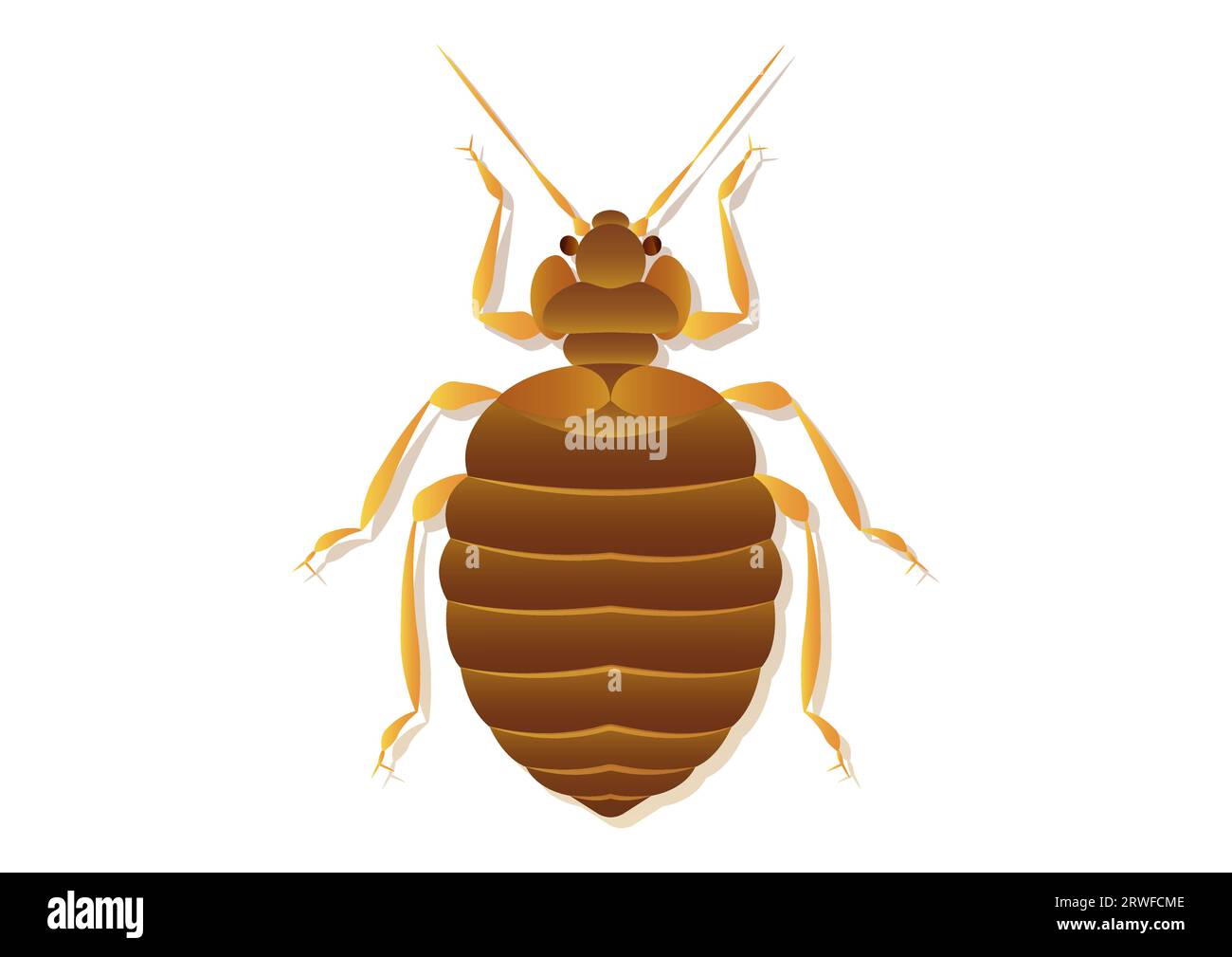 Bed Bug Vector Art isolato su sfondo bianco Illustrazione Vettoriale