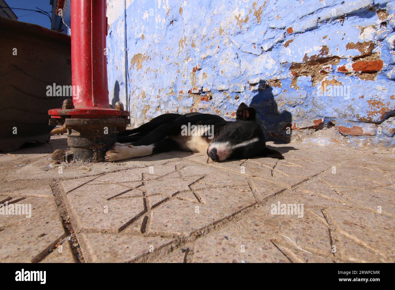 Il carino cane da strada bianco e nero dormiva al sole, su un sentiero a forma di stella a Chefchaouen, Blue City, nel nord del Marocco, accanto a un idrante rosso Foto Stock