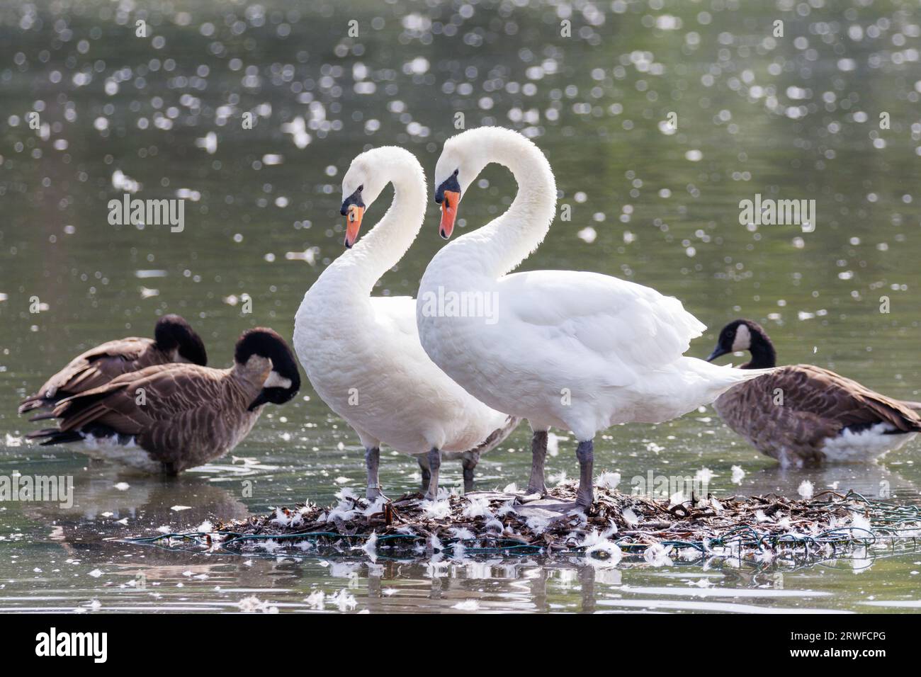 Un paio di cigni muti, Cygnus olor, si specchia su un nido, Sussex, Regno Unito Foto Stock