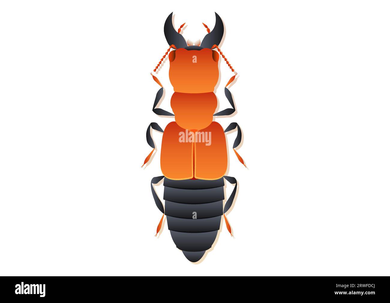 Oxyporus Rufus Beetle Vector Art isolato su sfondo bianco Illustrazione Vettoriale