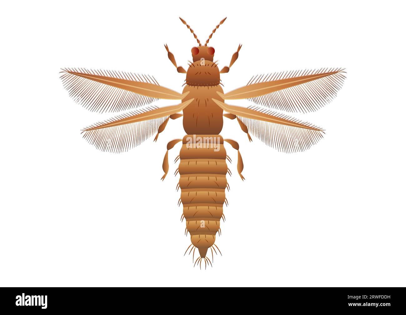Thrips Insect Vector Art isolato su sfondo bianco Illustrazione Vettoriale