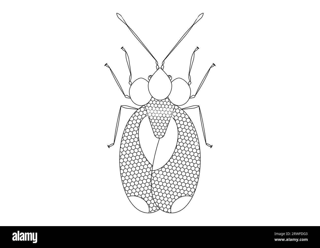 Black and White Bug Stephanitis pyri isolato su sfondo bianco. Pagina da colorare di un Bug Stephanitis pyri Illustrazione Vettoriale