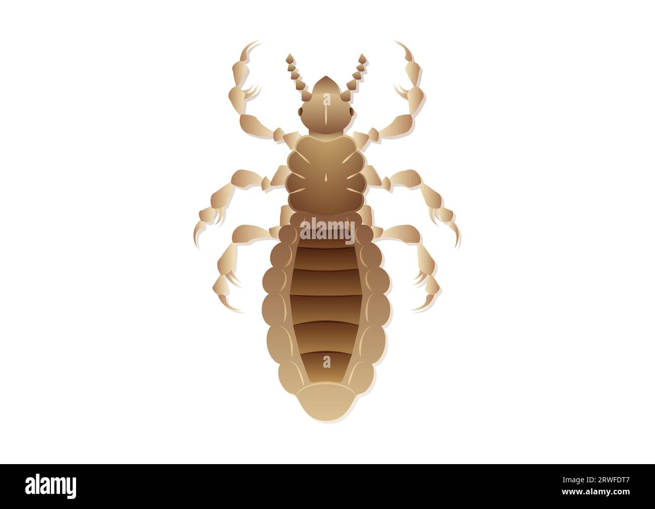 Immagine vettoriale di insetti di pizzo isolata su sfondo bianco Illustrazione Vettoriale