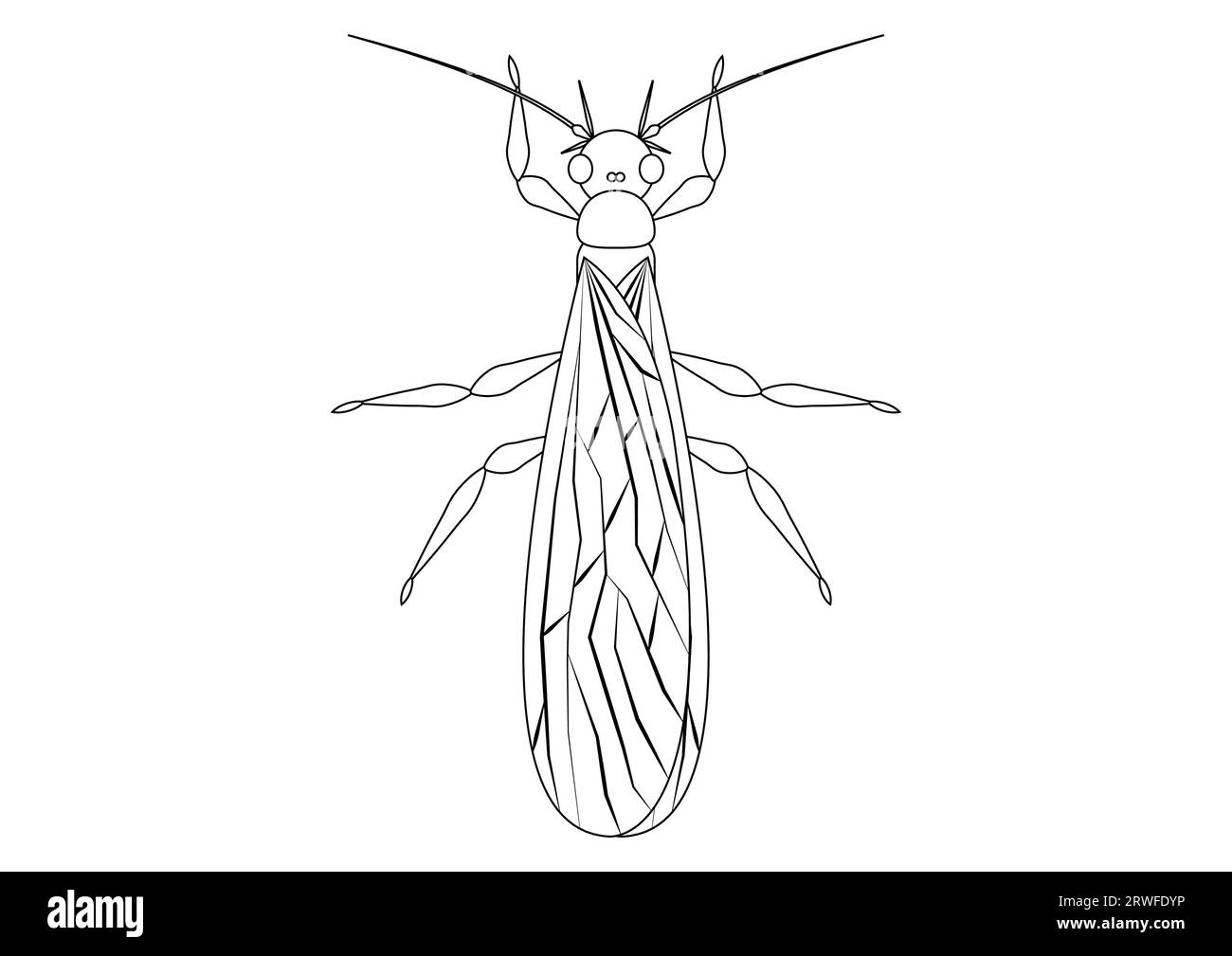 Vettore Clipart insetto Stonefly bianco e nero isolato su sfondo bianco. Colorazione della pagina di un insetto Stonefly Illustrazione Vettoriale