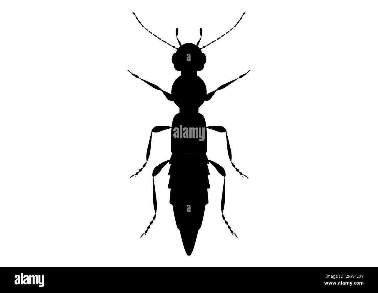 Vettore Clipart di Paederus Beetle bianco e nero isolato su sfondo bianco Illustrazione Vettoriale