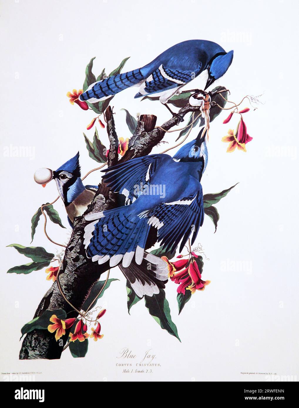 Blue Jay (Cyanocitta cristata) di John James Audubon (1785-1851) da ''The Birds of America' (1827-38). Foto Stock