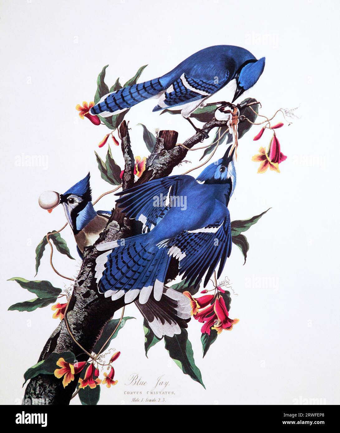 Blue Jay (Cyanocitta cristata) di John James Audubon (1785-1851) da ''The Birds of America' (1827-38). Foto Stock