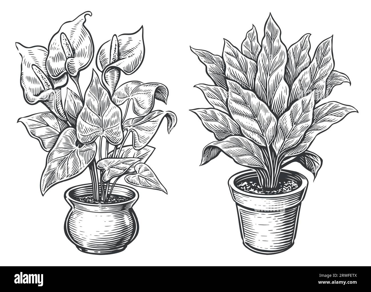 Schizzo delle piante interne. Piante da casa, fiori in un vaso in stile incisione. Illustrazione vettoriale vintage Illustrazione Vettoriale