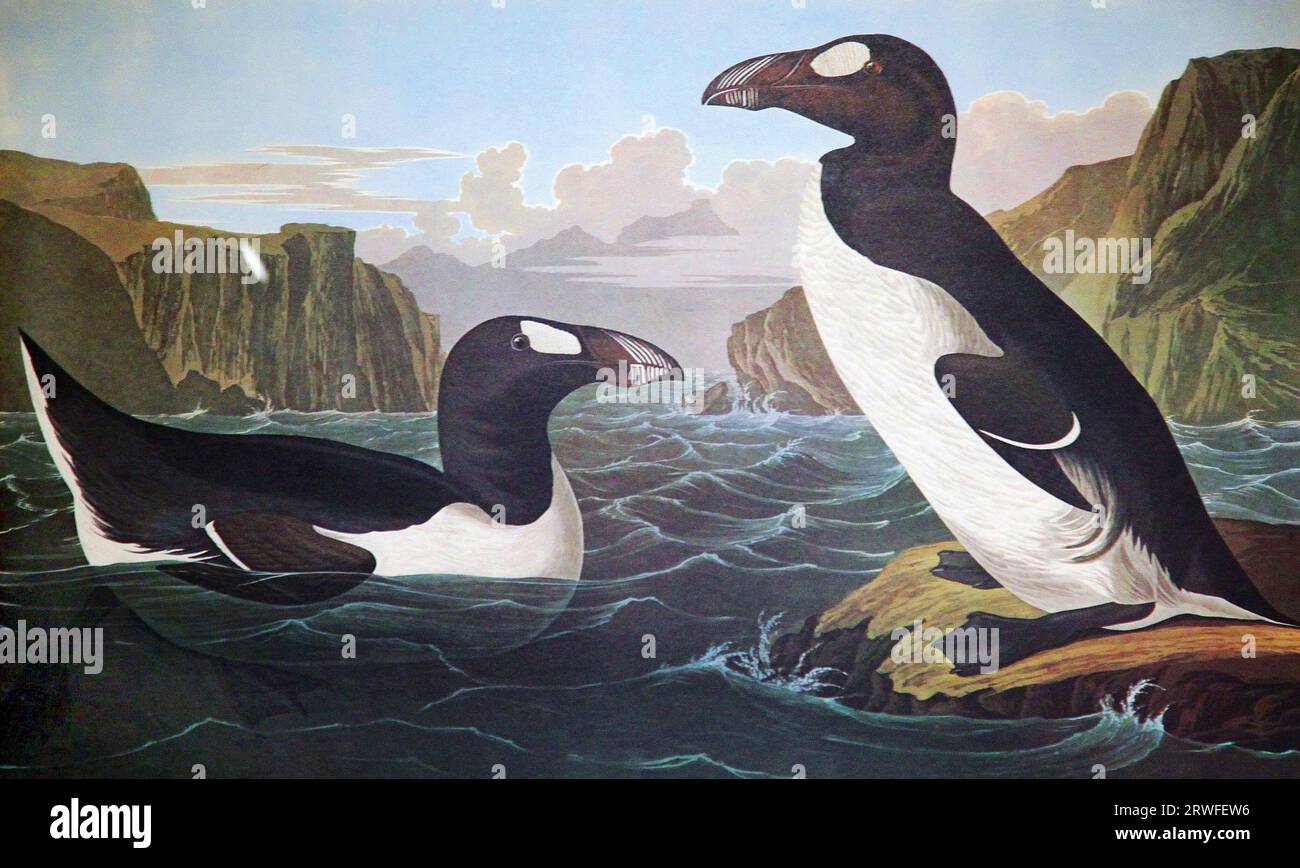 Great Auk di John James Audubon (1785-1851) da ''The Birds of America' (1827-38) Foto Stock