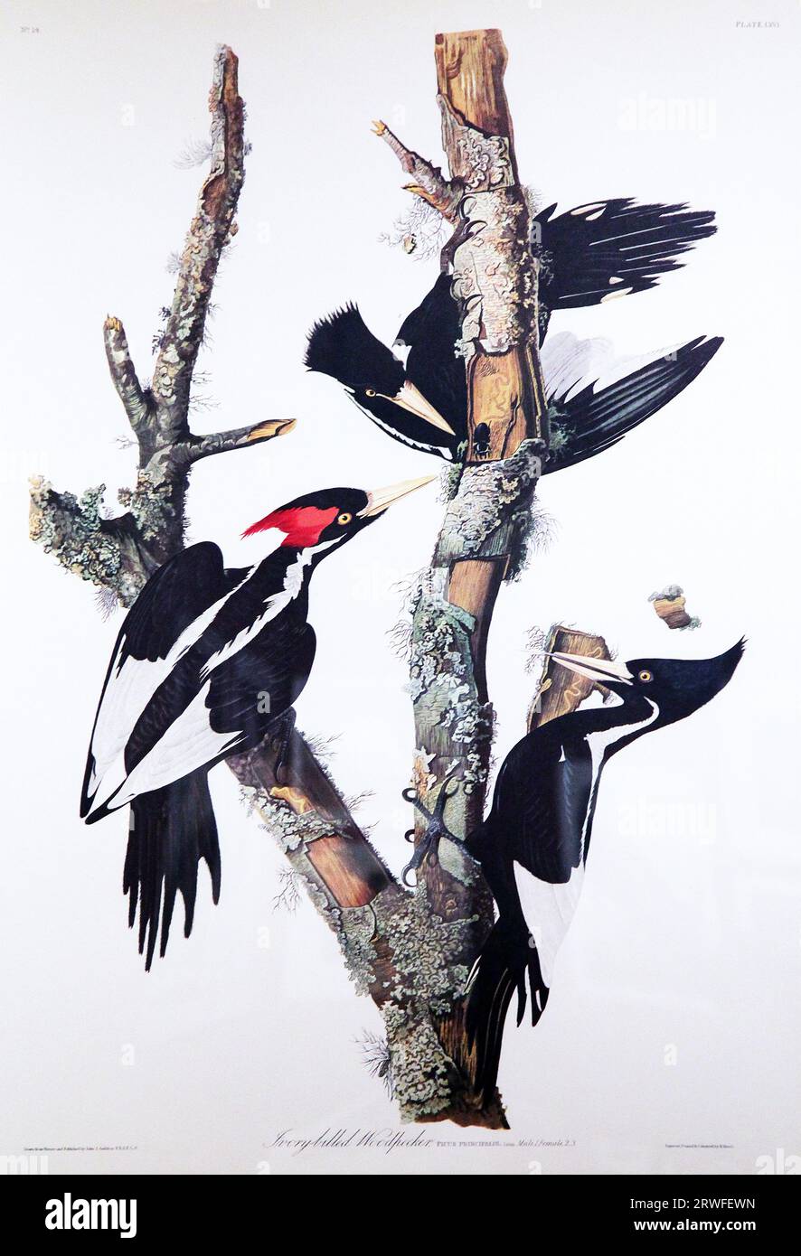 Ivory Billed Woodpecker di John James Audubon (1785-1851) da ''The Birds of America' (1827-38) Foto Stock