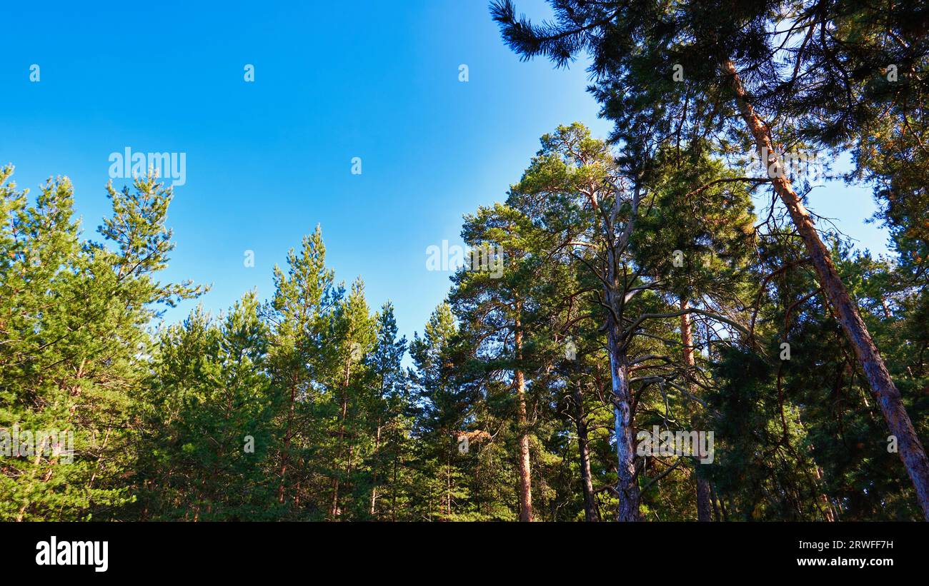Foresta di pini. Cielo blu e bel tempo fuori Foto Stock