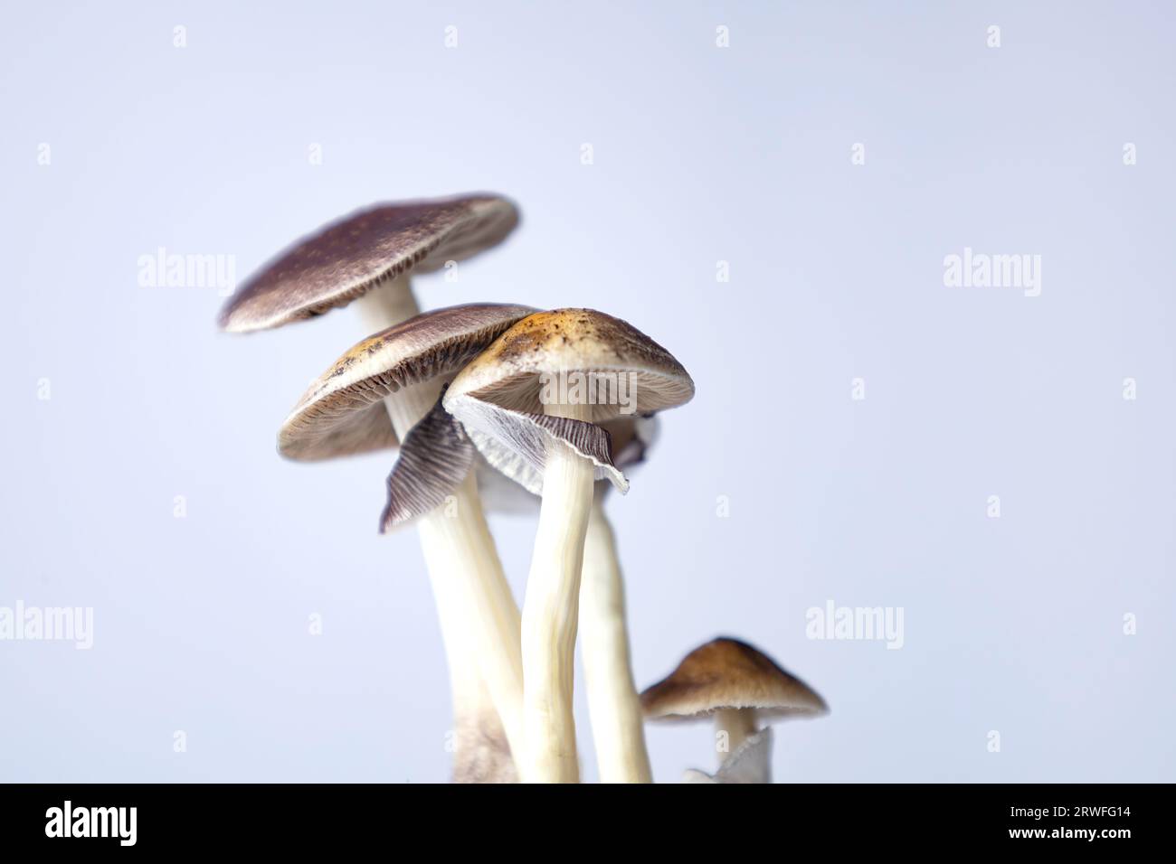 Molti funghi della specie Psilocybe cubensis Argentina su sfondo bianco. Foto Stock
