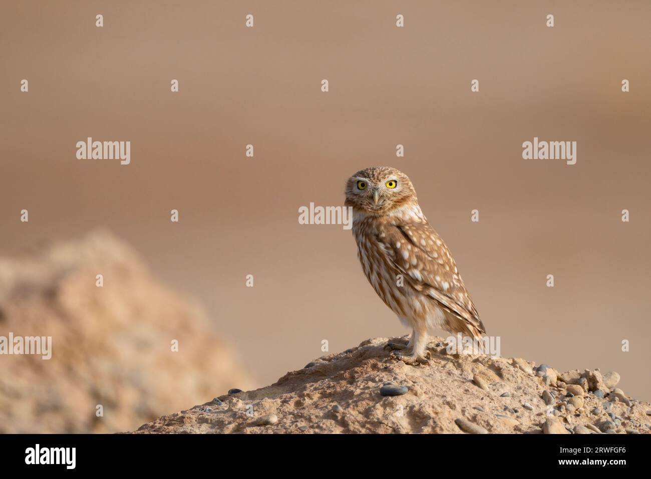 Piccolo gufo Foto Stock