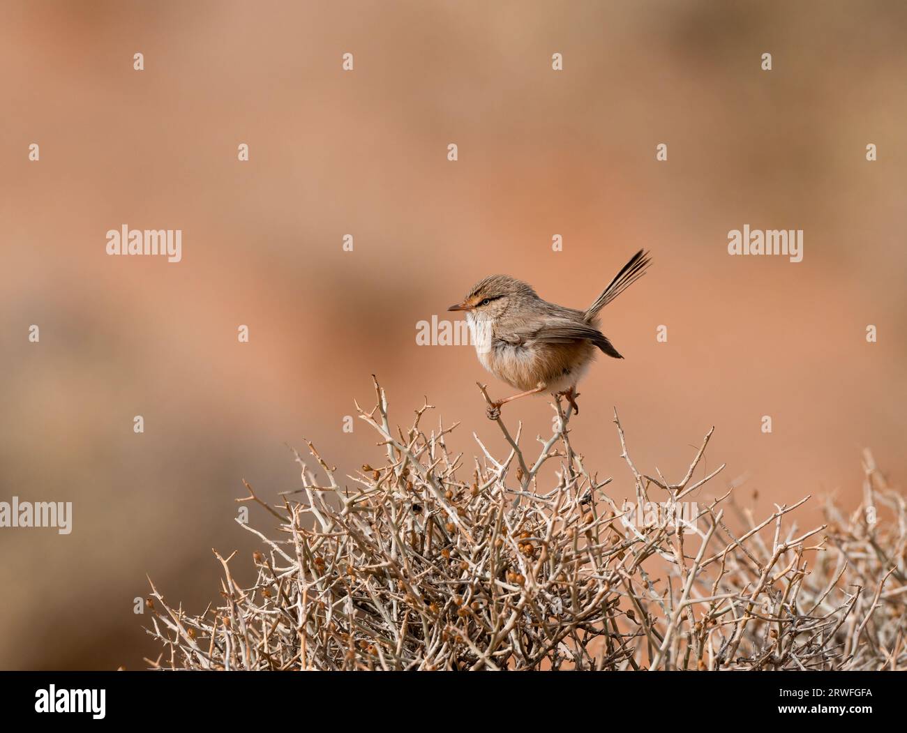 African Scrub Warbler Foto Stock