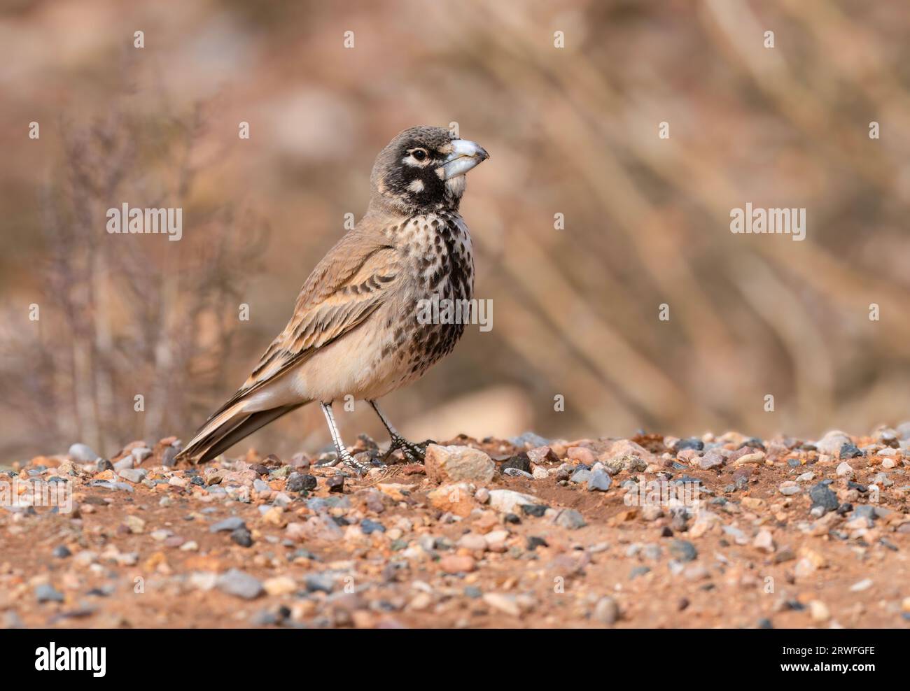 Thick-fatturati Lark Foto Stock