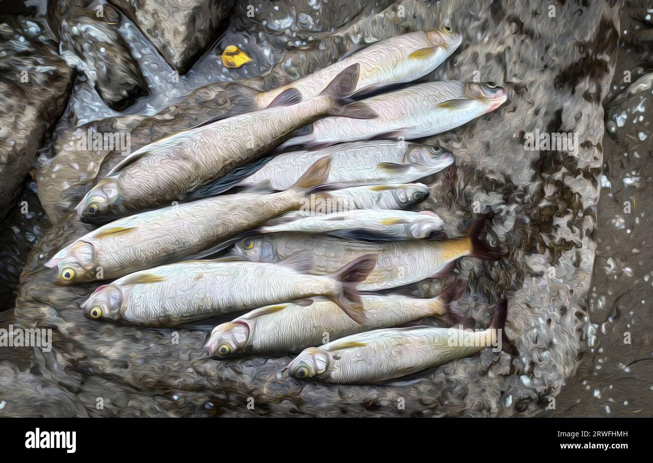 Pesce catturato su una pietra a bocca aperta. Caccia, pesca, cibo. Stilizzazione dell'immagine con vernice ad olio. Foto Stock