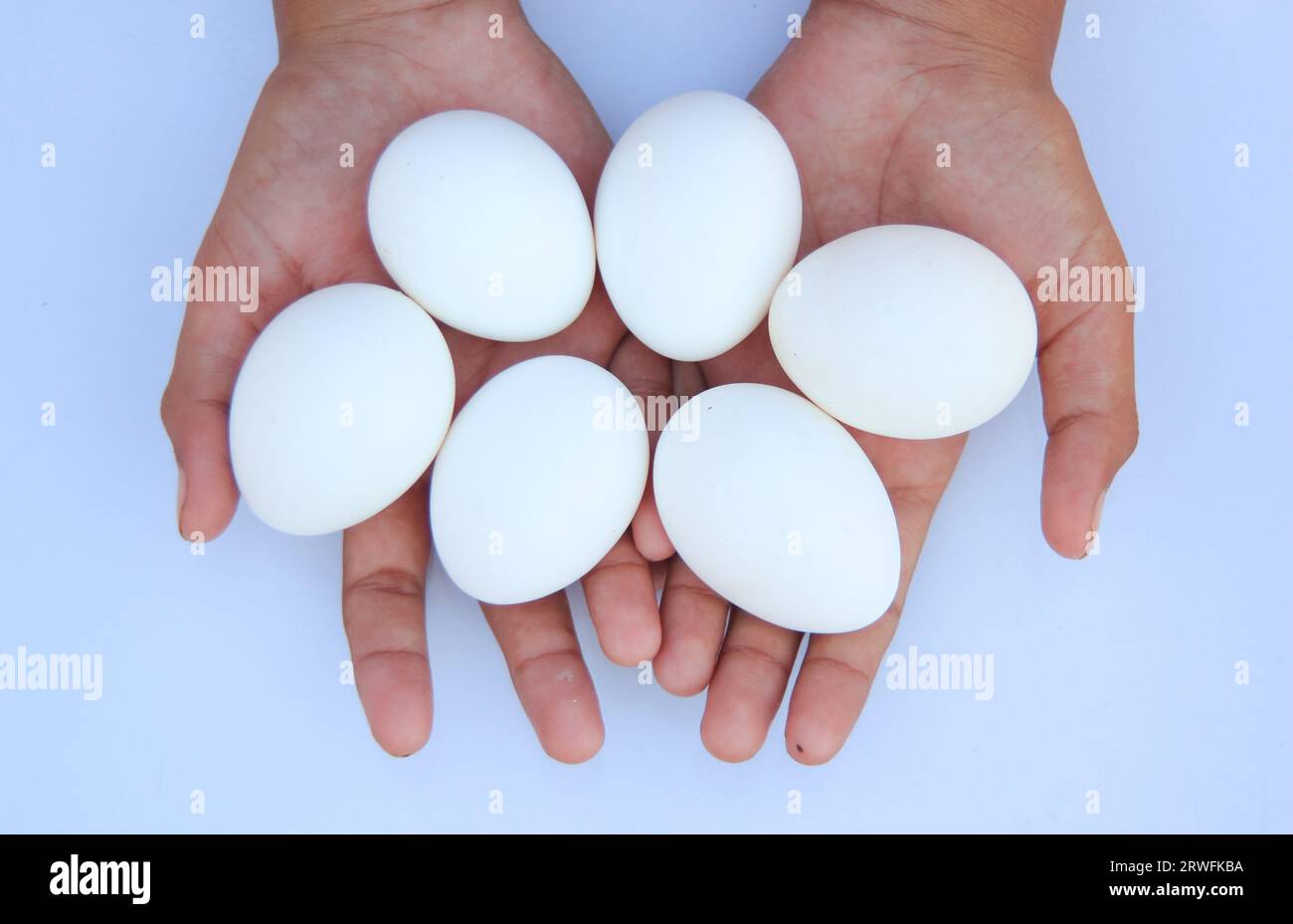 Uova di gallina isolate sulla mano della ragazza su sfondo bianco. Uova bianche isolate a mano su sfondo bianco. Uova pronte per la schiusa. Proteinoso Foto Stock