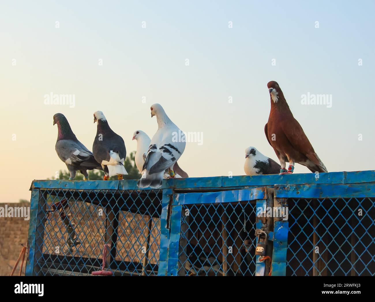 Primo piano dei bellissimi piccioni. Vista dei piccioni di fronte alle gabbie dei piccioni. Piccioni in ambiente urbano. Ritorno a casa o piccione portatore. Racer. Foto Stock