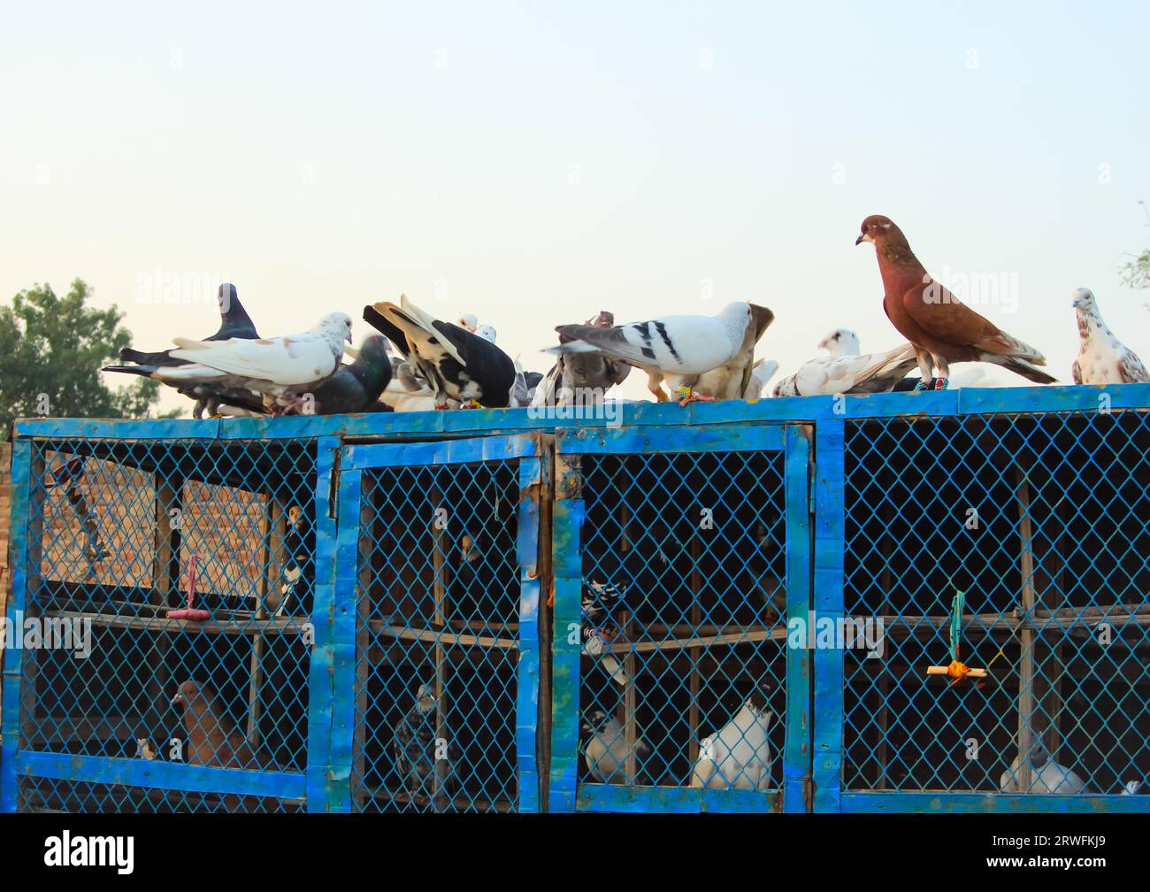 Primo piano dei bellissimi piccioni. Vista dei piccioni di fronte alle gabbie dei piccioni. Piccioni in ambiente urbano. Ritorno a casa o piccione portatore. Racer. Foto Stock