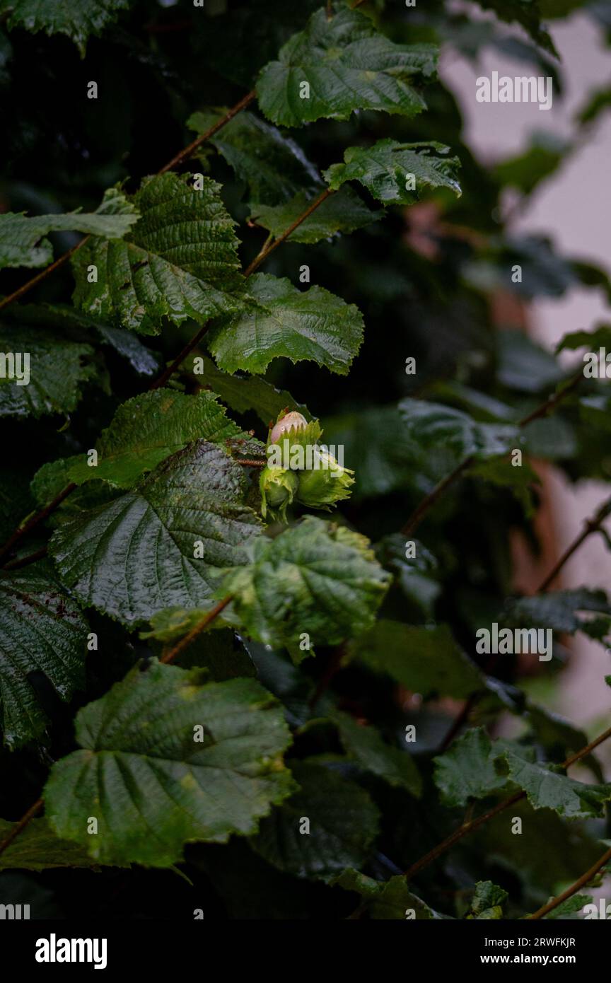 Il frutto verde acero di un nocciolo (Corylus avellana) Foto Stock