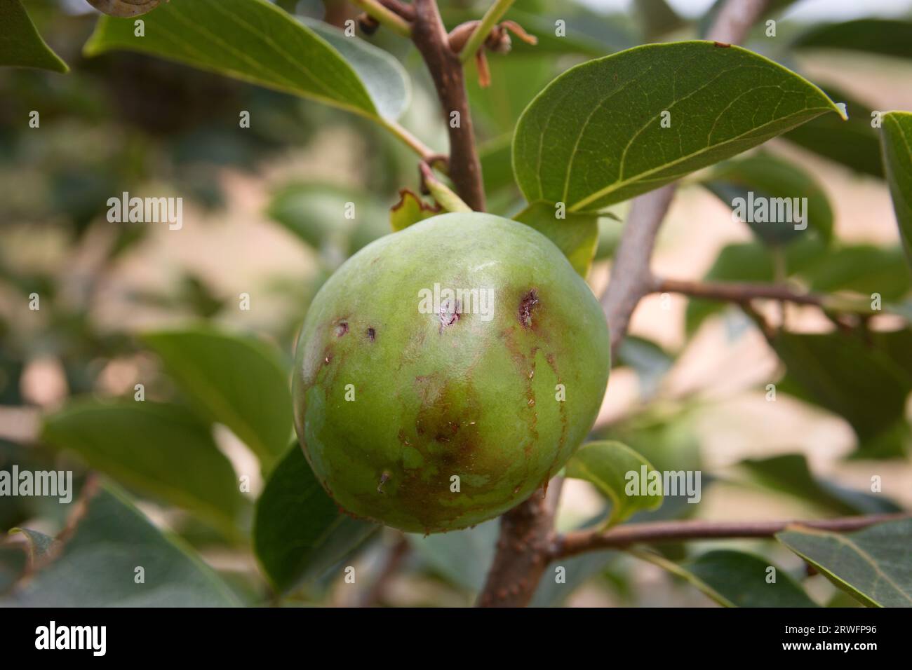 Primo piano di un pezzo di cachi (Diospyros kaki) che ha subito gli impatti di grandine da una tempesta estiva Foto Stock