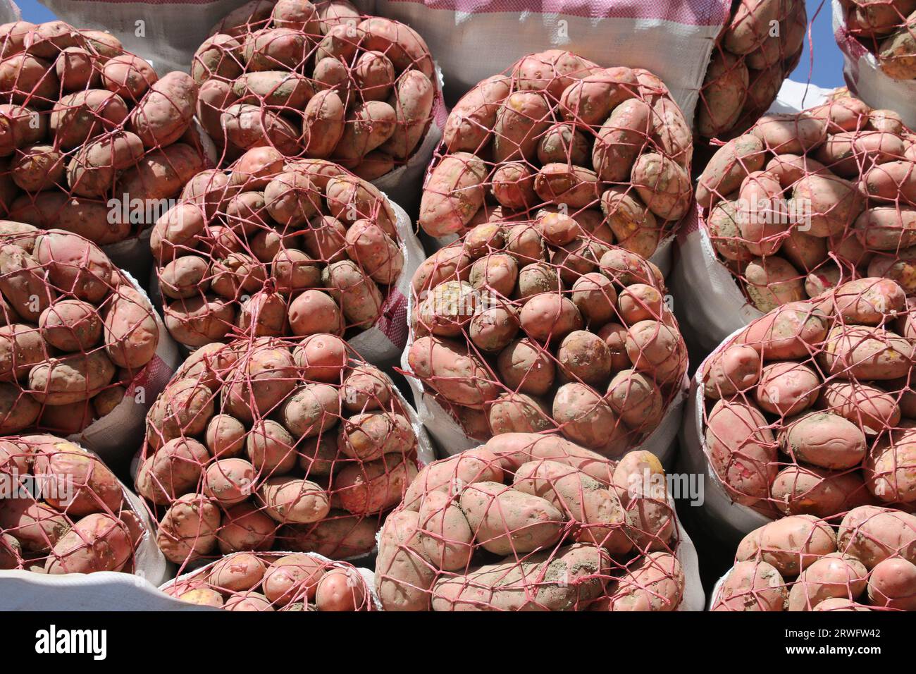 Bamyan. 18 settembre 2023. La foto scattata il 18 settembre 2023 mostra sacchi di patate in un allevamento di patate nella provincia di Bamyan, Afghanistan. La provincia di Bamyan è un'importante base di produzione di patate in Afghanistan. Credito: Ziaodin Azad/Xinhua/Alamy Live News Foto Stock