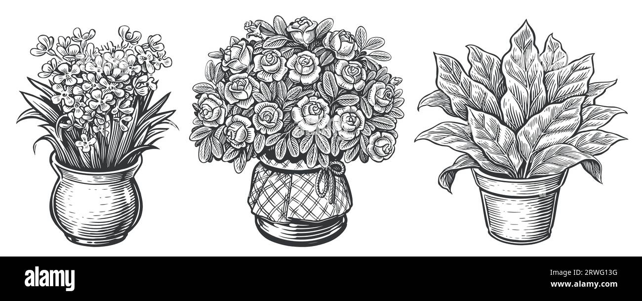 Piante da casa in stile incisione. Schizzo delle piante interne. Fiori in vaso. Illustrazione vettoriale vintage Illustrazione Vettoriale