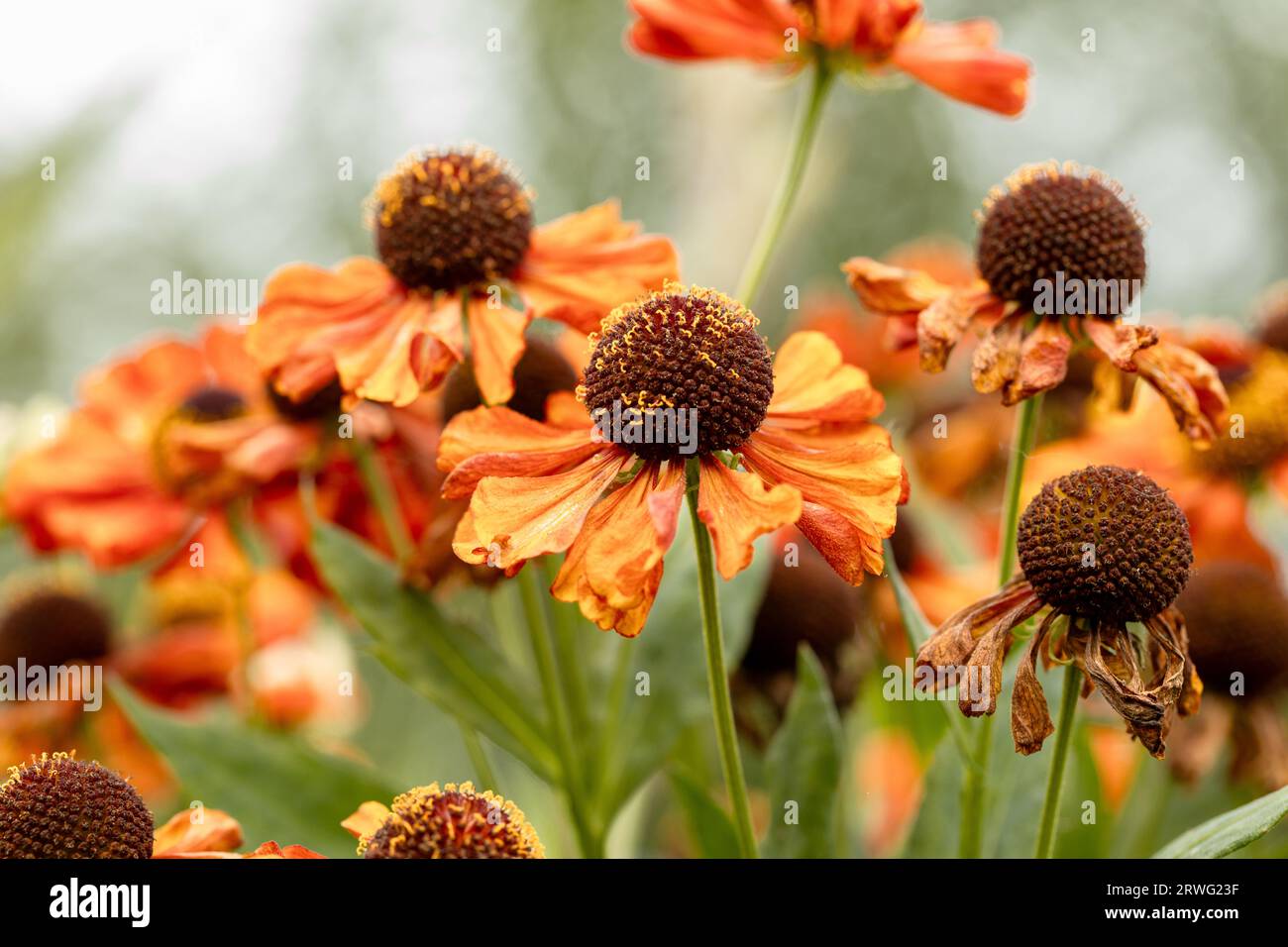 Orange helenium starnuzeweed 'Sahin's Early Flowerer' in fiore Foto Stock