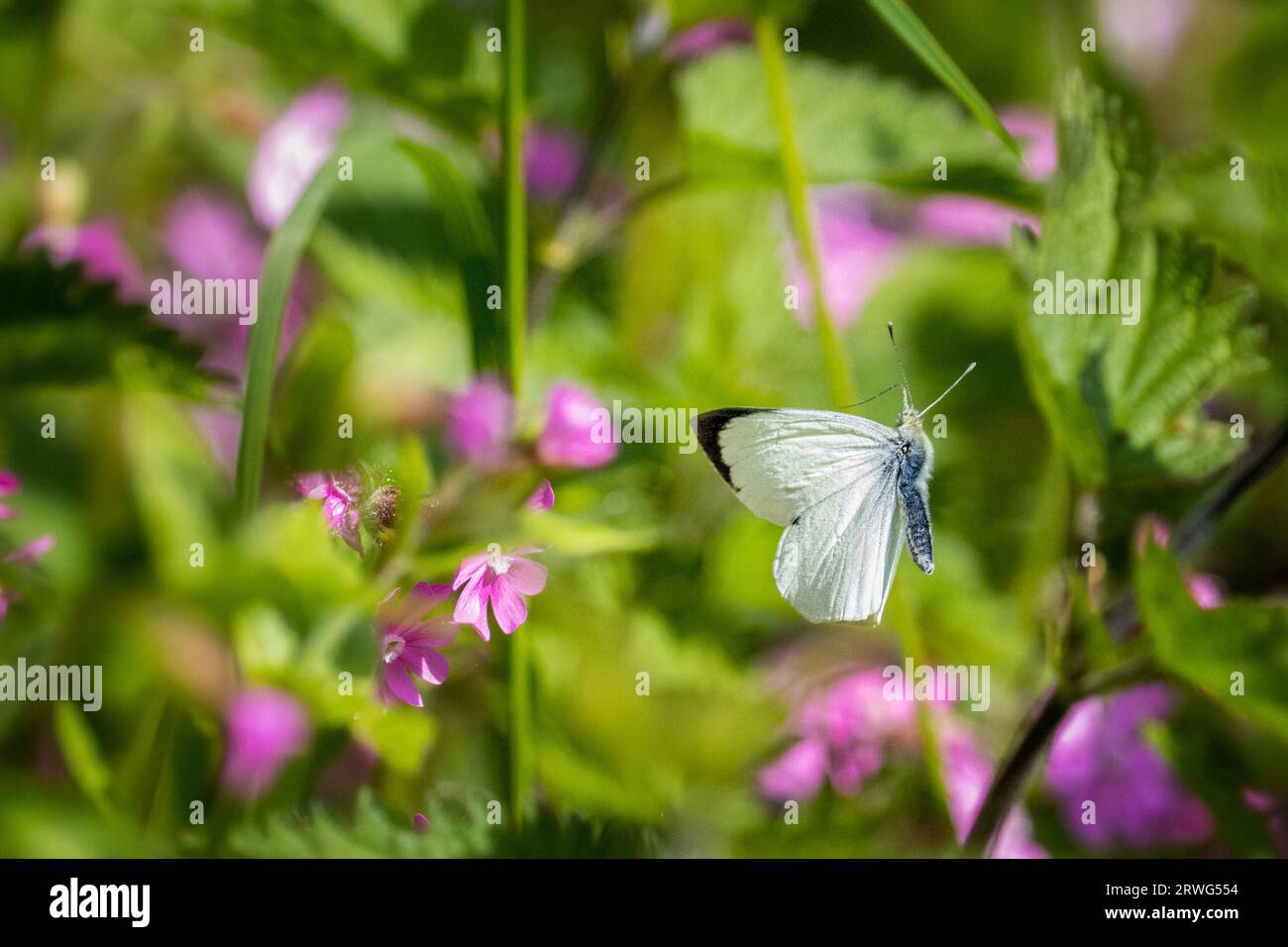 Grande farfalla bianca (Pieris brassicae) che vola verso i fiori selvatici nella hedgerow, fauna selvatica del Regno Unito. Foto Stock