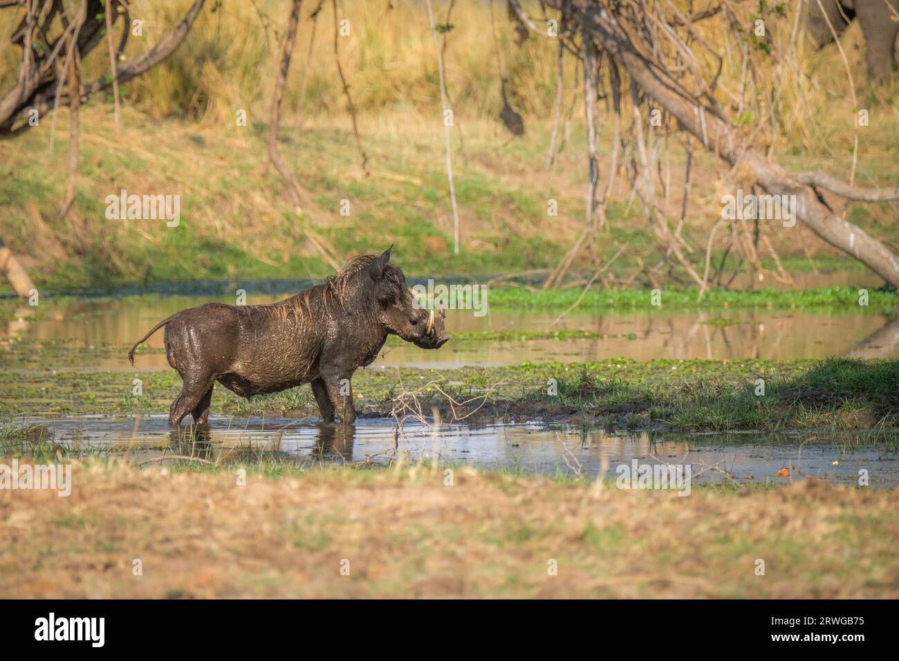 Warthog (Phacochoerus africanus) si erge in acqua in splendide paludi. Basso fiume Zambesi, Zambia, Africa Foto Stock