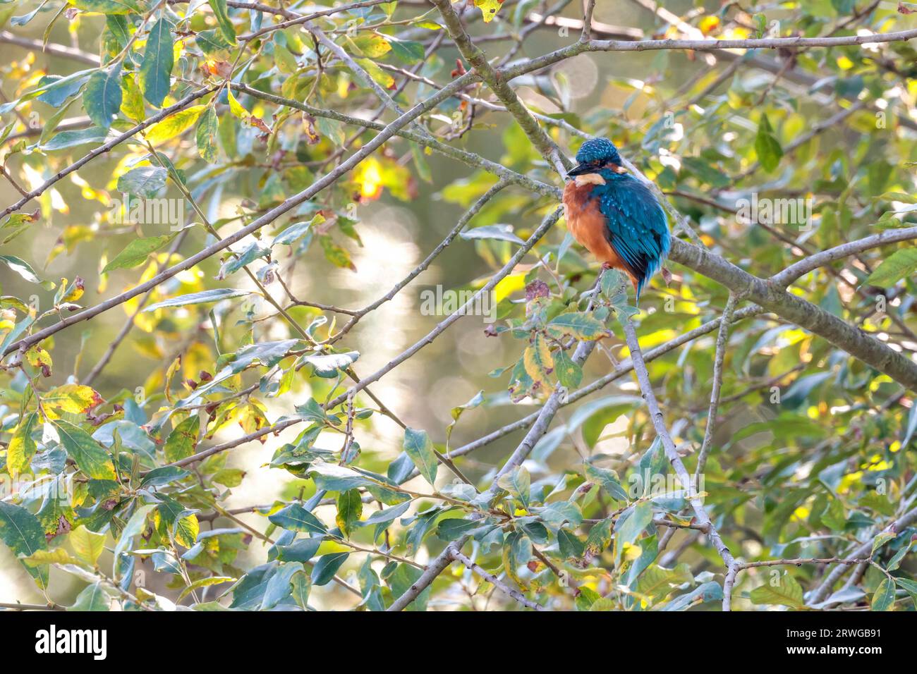 KingFisher Alcedo atthis, scintillante colorato uccello subacqueo con guance arancioni, testa blu inferiore e ali dorso blu elettrico coda corta grande fattura Foto Stock