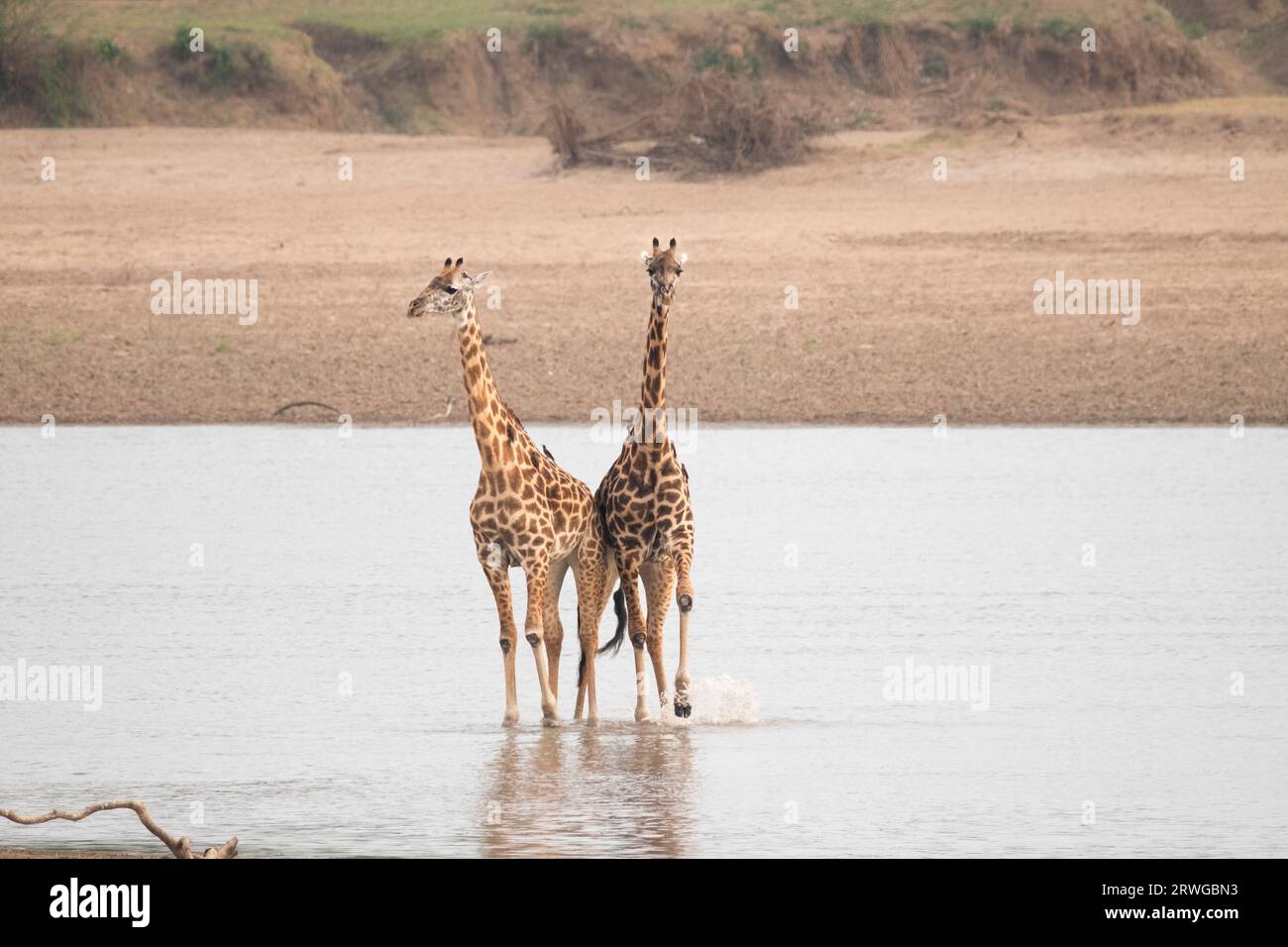Giraffa rodesiana (Giraffa camelopardalis thornicroft), 2 animali che si tuffano nel fiume, South Luangwa National Park, Zambia, Africa Foto Stock