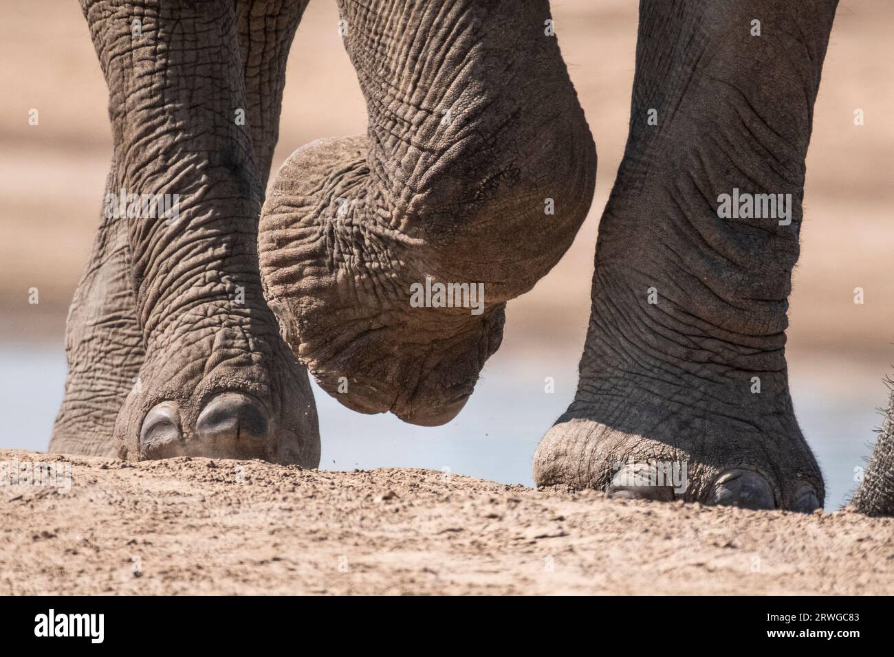 Primo piano dei piedi di elefante africano. L'animale sta camminando, un piede anteriore sollevato. Acqua di fondo. Parco nazionale di South Luangwa, Zambia Foto Stock