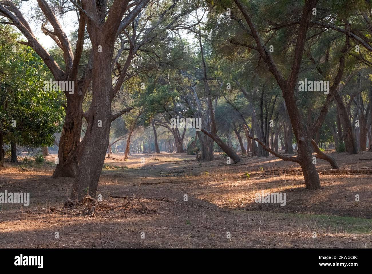 Foresta di alberi di Ana (Faidherbia albida) in una bella luce soffusa. Parco nazionale Lower Zambezi, Zambia Foto Stock