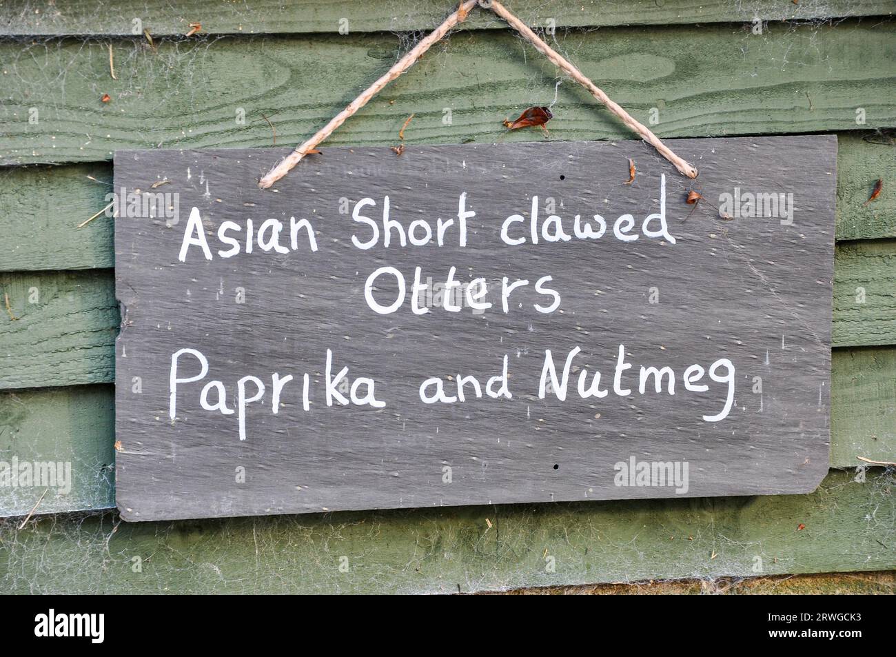 Lontre asiatiche a artigli chiamate Paprika and Nutmeg sign, Buckfast Butterflies & Dartmoor Otter Sanctuary, The Station, Buckfastleigh, Devon, UK Foto Stock