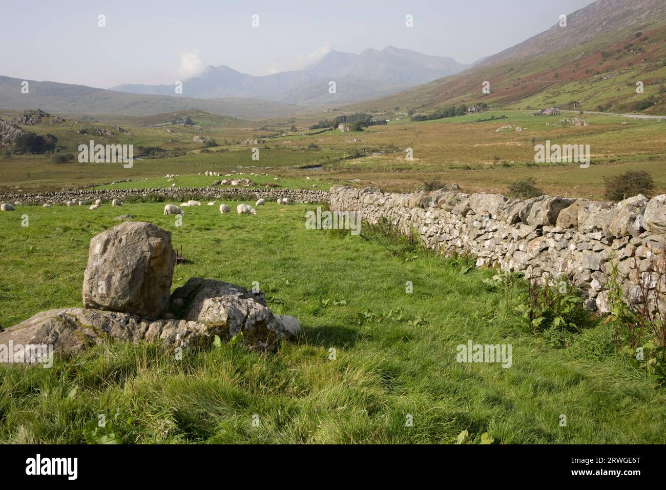 Pecore che pascolano nell'aspro paesaggio del Galles del Nord con muretti a secco, ruscelli e catena montuosa Snowdonia in lontananza vicino al campeggio Garth Farm a Cap Foto Stock