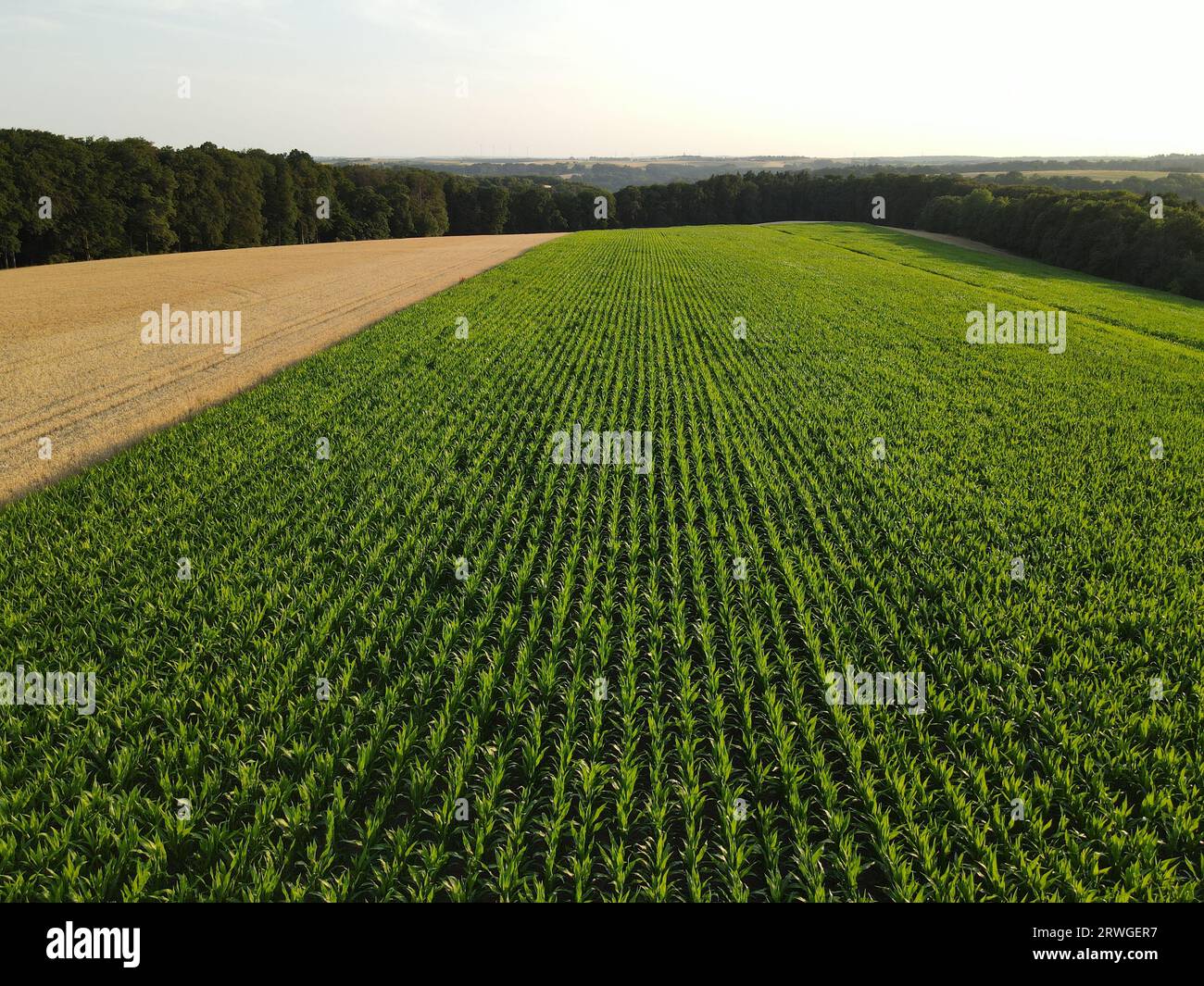 Vista aerea dei campi di coltura maturi e dei campi di mais verdi in estate Foto Stock