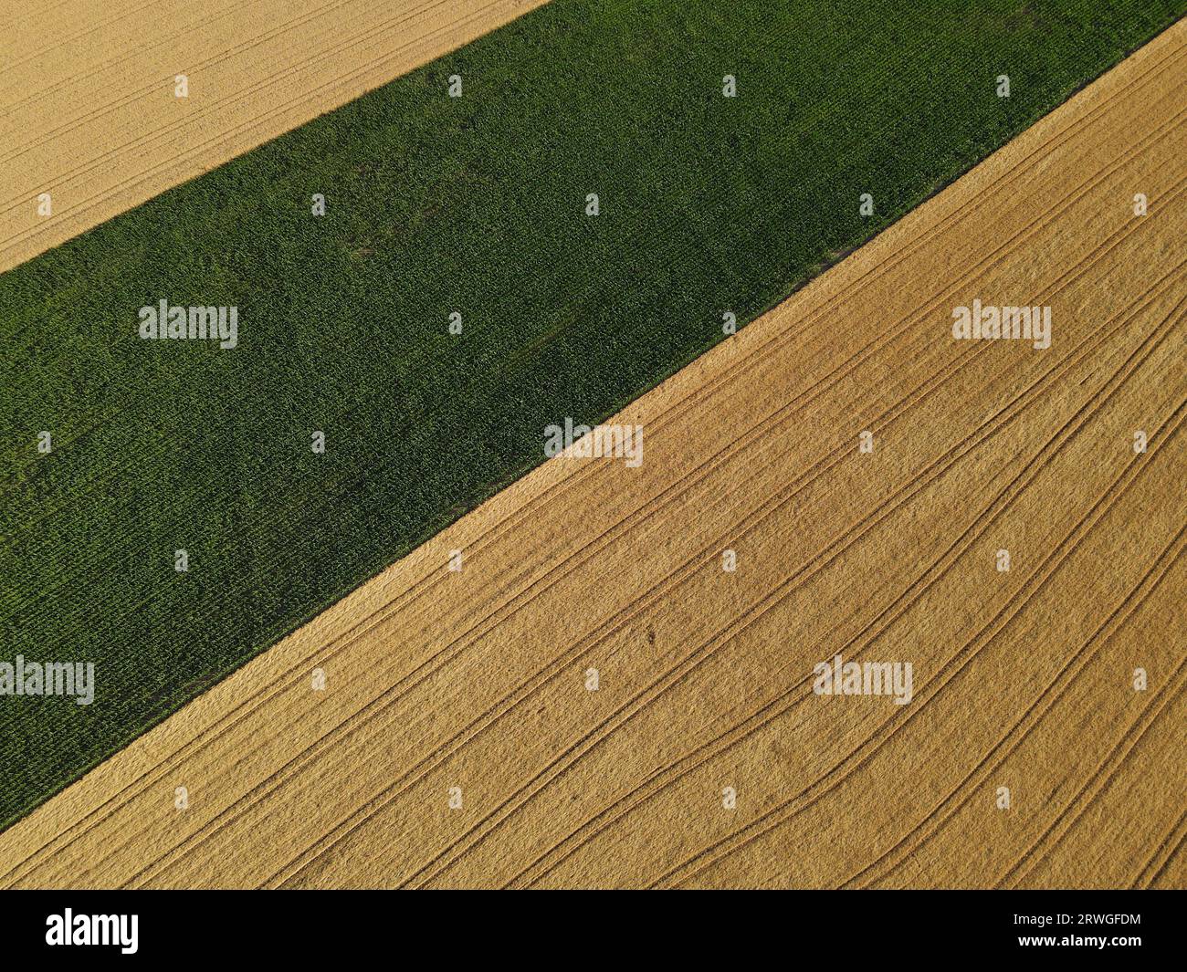 Campi di mais verdi e campi di coltivazione maturi in estate in campagna Foto Stock