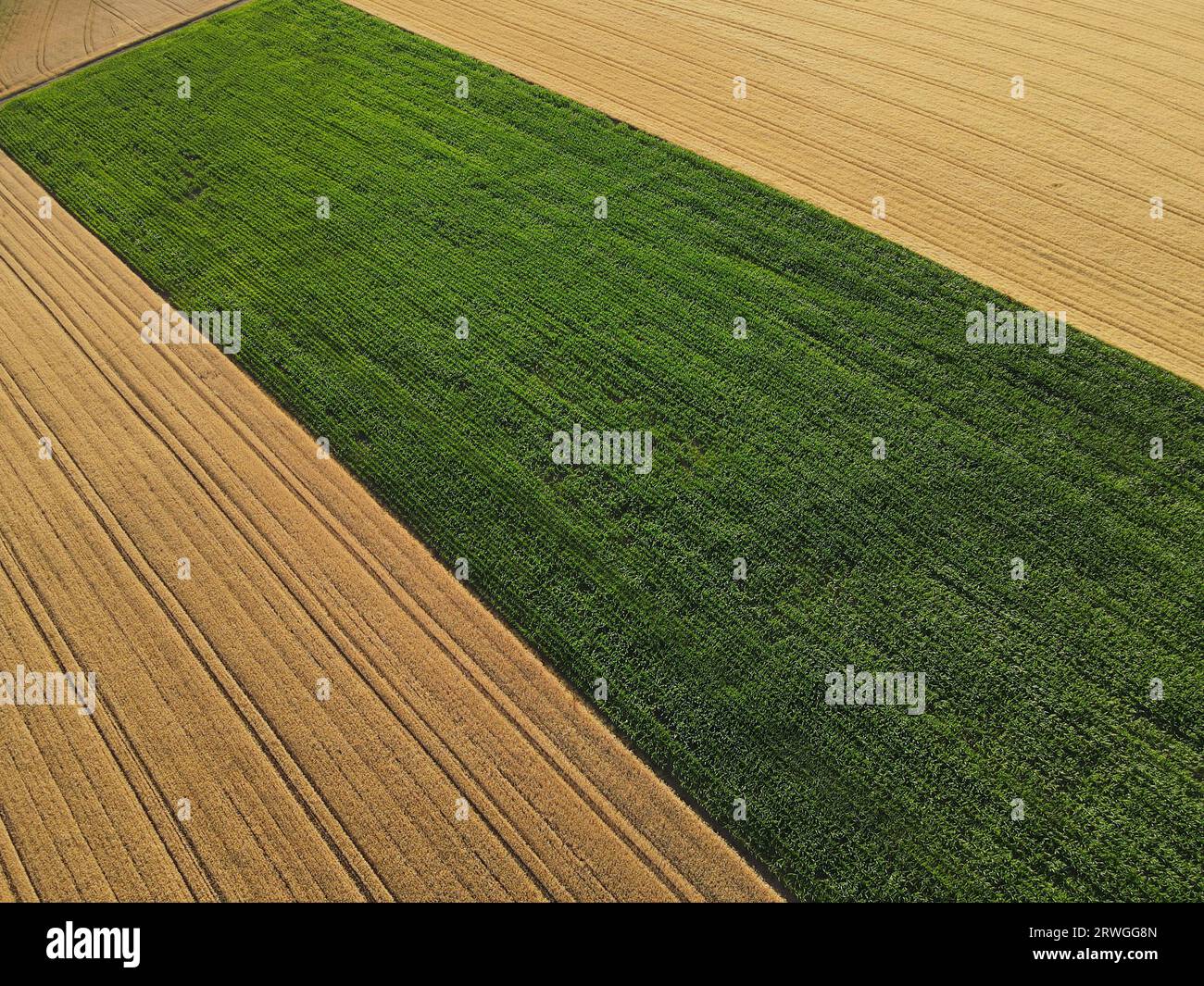 Campi di mais verdi e campi di coltivazione maturi in estate in campagna Foto Stock