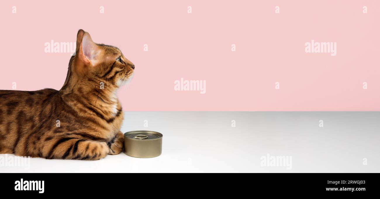 Gatto del Bengala e una lattina di cibo umido su sfondo rosa. Copia spazio. Foto Stock