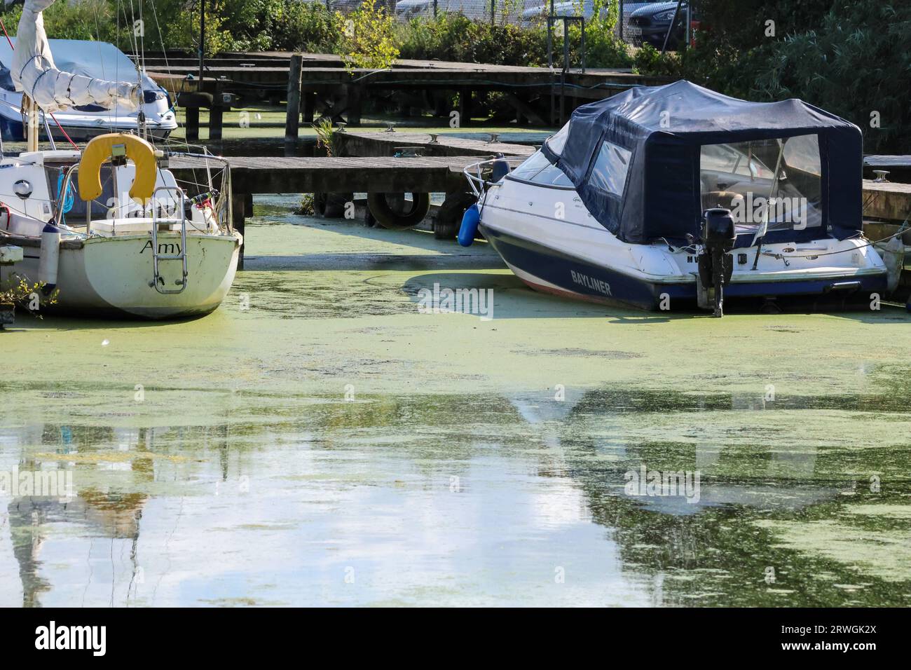 Weed Fornooned Lough Neagh. Barche nel porticciolo di Kinnego con forte crescita di erbacce e fioritura di alghe sul Lough Neagh 2023. Foto Stock