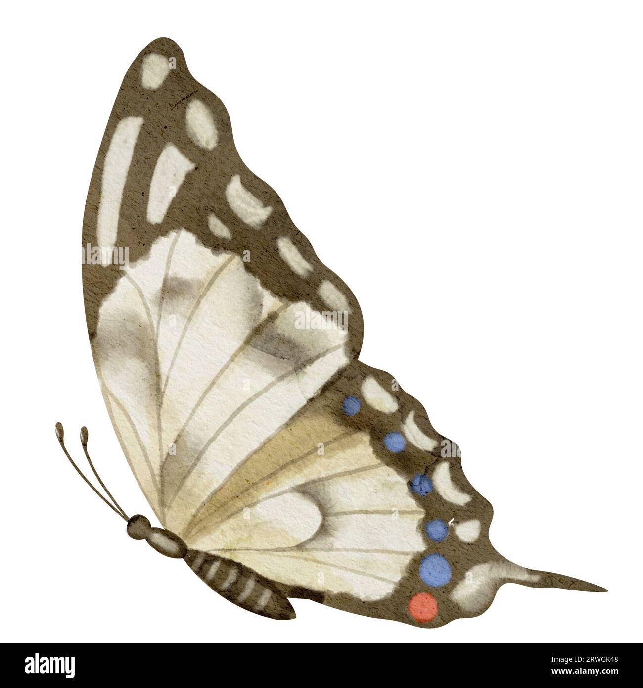 Butterfly Machaon su sfondo bianco isolato. Illustrazione ad acquerello di insetti con ali marroni. Clip art disegnata a mano della falena volante per carte e icone. Disegno della stampa vintage aquarelle. Foto Stock