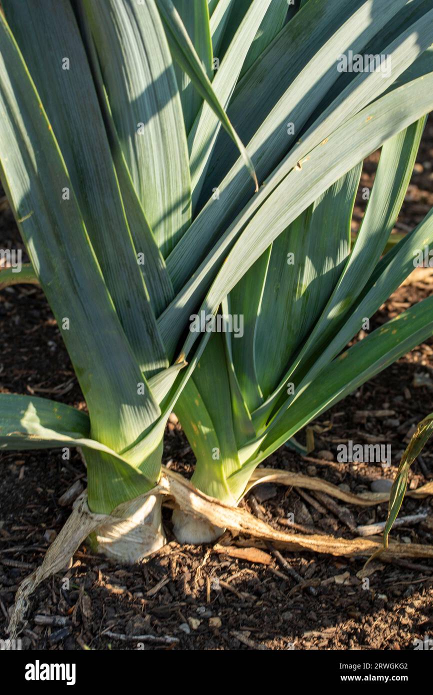 Primi piani naturali di Leek «Blauwgroene Winter Bandit», Allium porrum «Blauwgroene Winter Bandit», al sole di fine estate Foto Stock