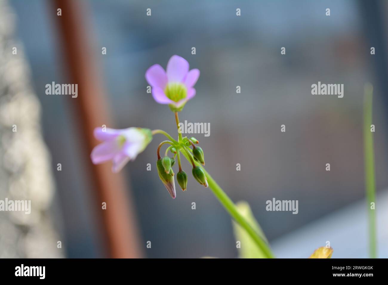 L'Acederilla (Oxalis latifolia) è in questa squisita ripresa ravvicinata. Questi teneri boccioli verdi, pronti a fiorire, mostrano i dettagli intricati Foto Stock