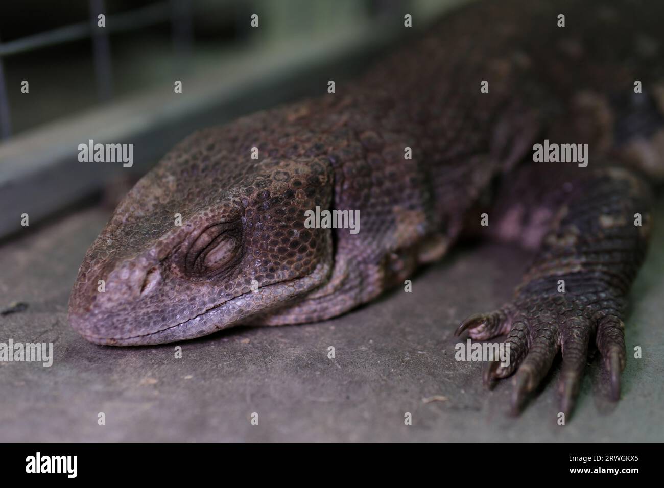 Il drago di Komodo, noto anche come monitor di Komodo, è un membro della famiglia di lucertola varanidae, endemica delle isole indonesiane di Komodo, Rinca, Flores e Gili Motang. Alta qualità Foto Stock