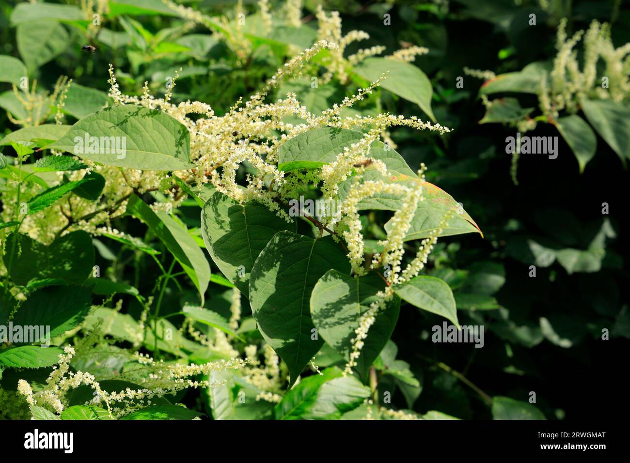 Giapponese knotweed Reynoutria japonica, in fiore, settembre. Foto Stock