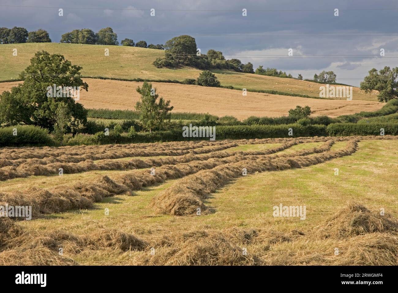 Nubi pluviali sopra il campo con file di erba tagliata appena raccolta per fieno danneggiata da pioggia costante Cotswolds UK Foto Stock