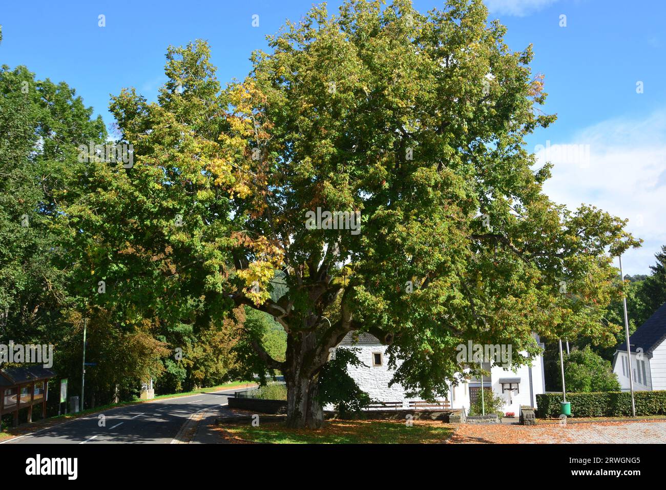 Il tiglio nel piccolo villaggio di Dedenborn ha 400 anni. Foto Stock